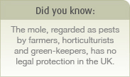 Agouti Pest Control
